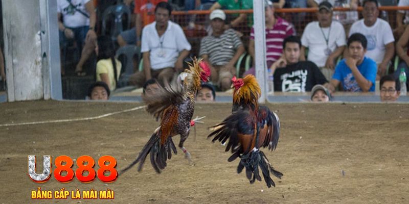 68 win đăng nhập mậu binh online