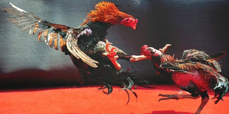 68 win BG Bắn cá